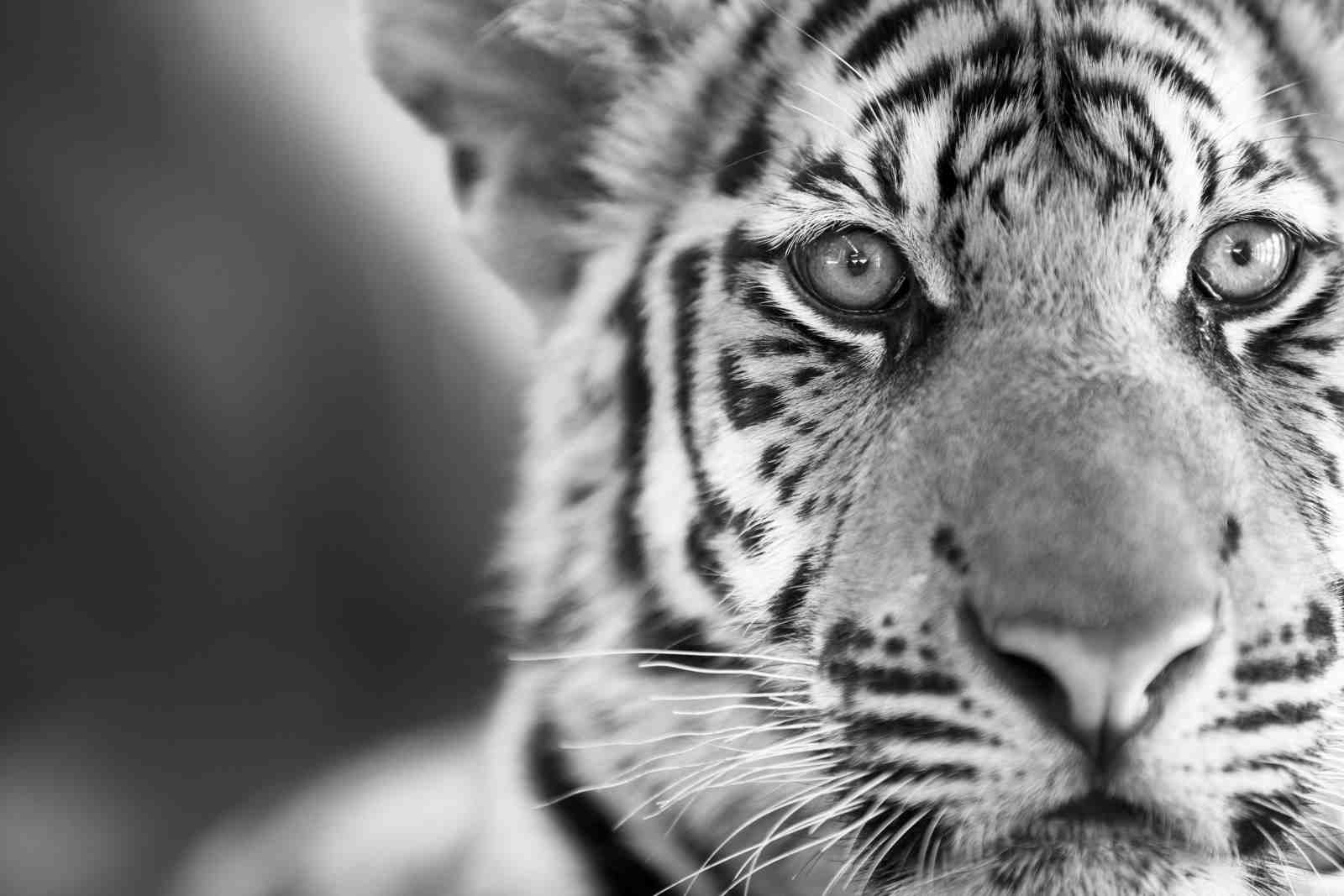 Majestic Tiger Eye BW Wall Art