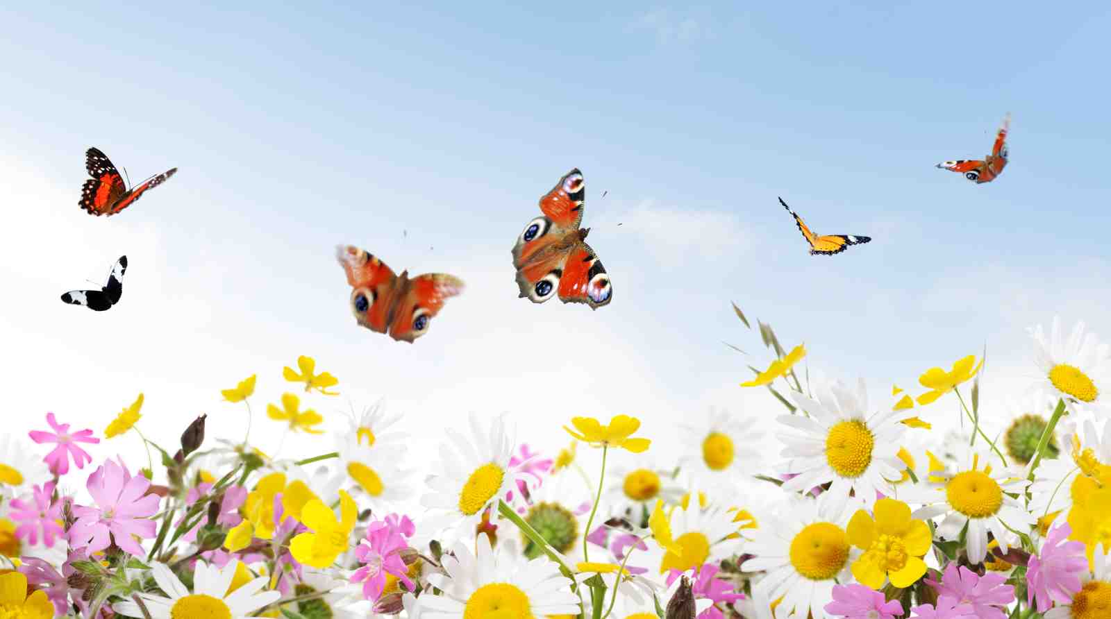 Butterfly Meadow Bliss Nature Wall Art