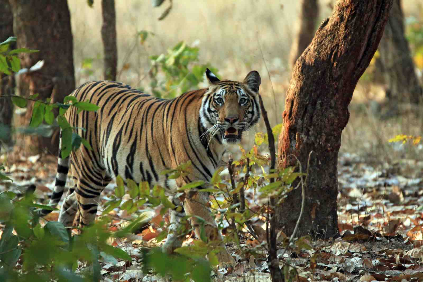 Majestic Tiger Gaze Wildlife Wall Art