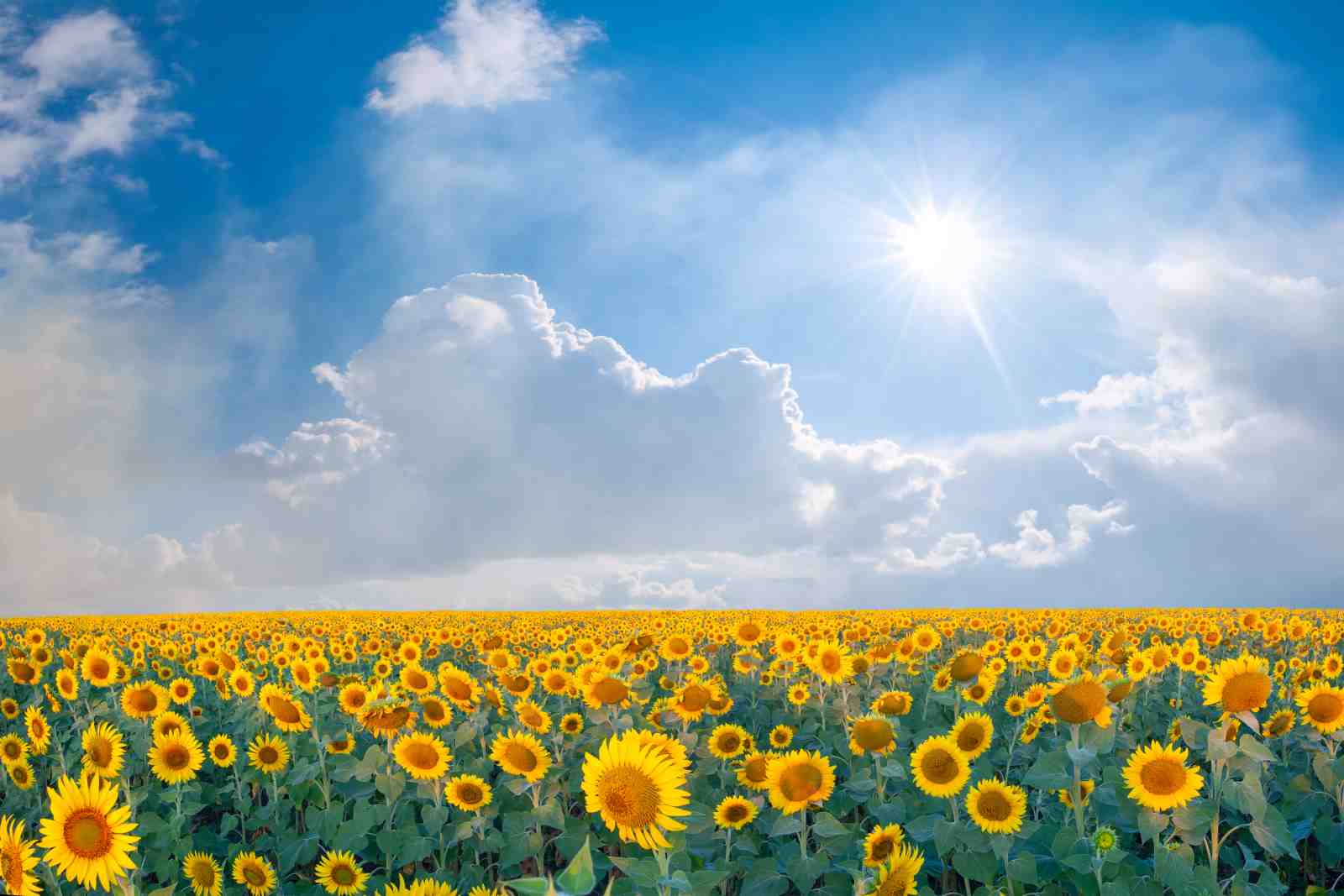 Vibrant Sunflower Field Wall Art