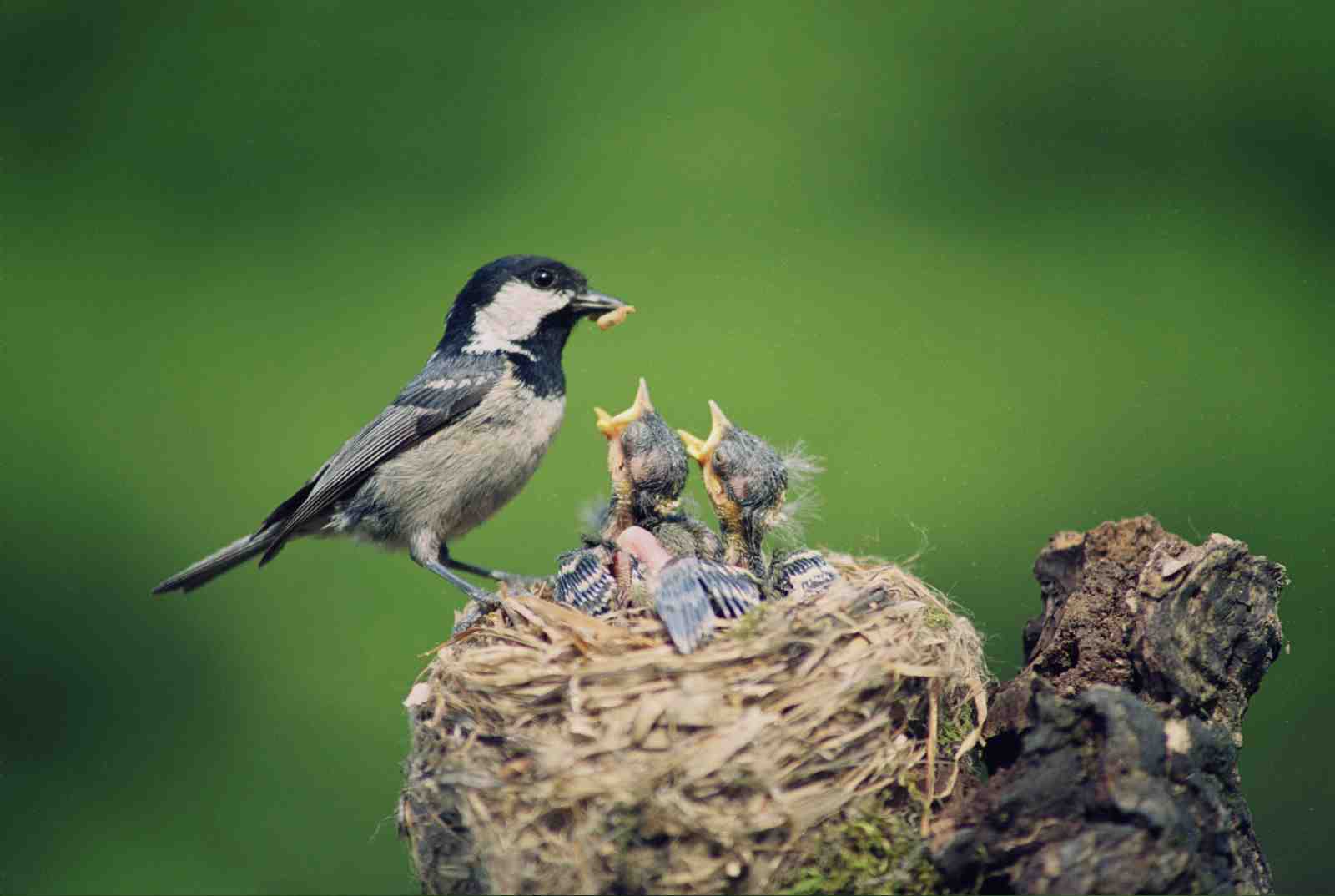 Nurturing Coal Tit Nestling Feeding Wall Art