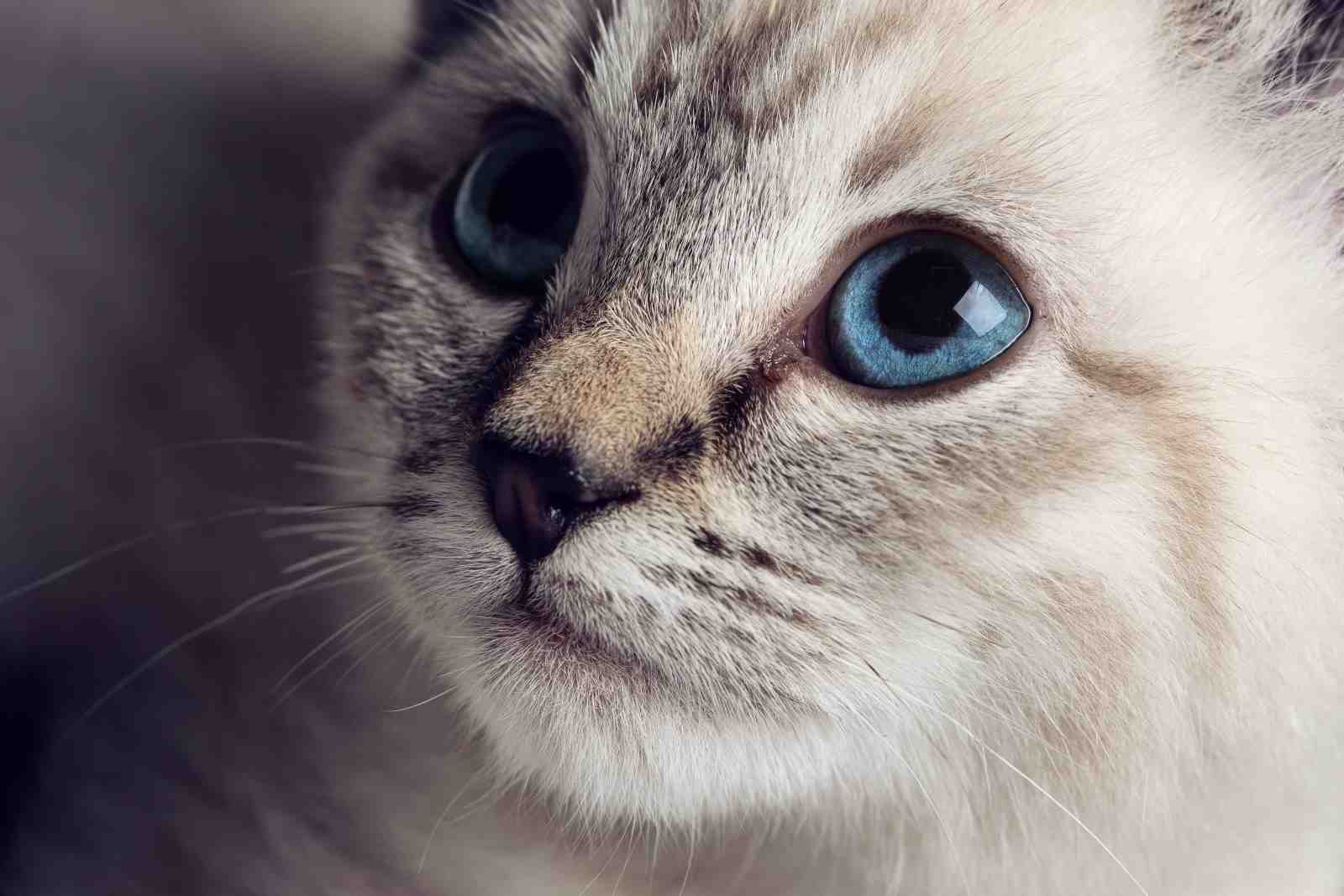 Captivating Blue Eyed Siamese Cat Wall Art