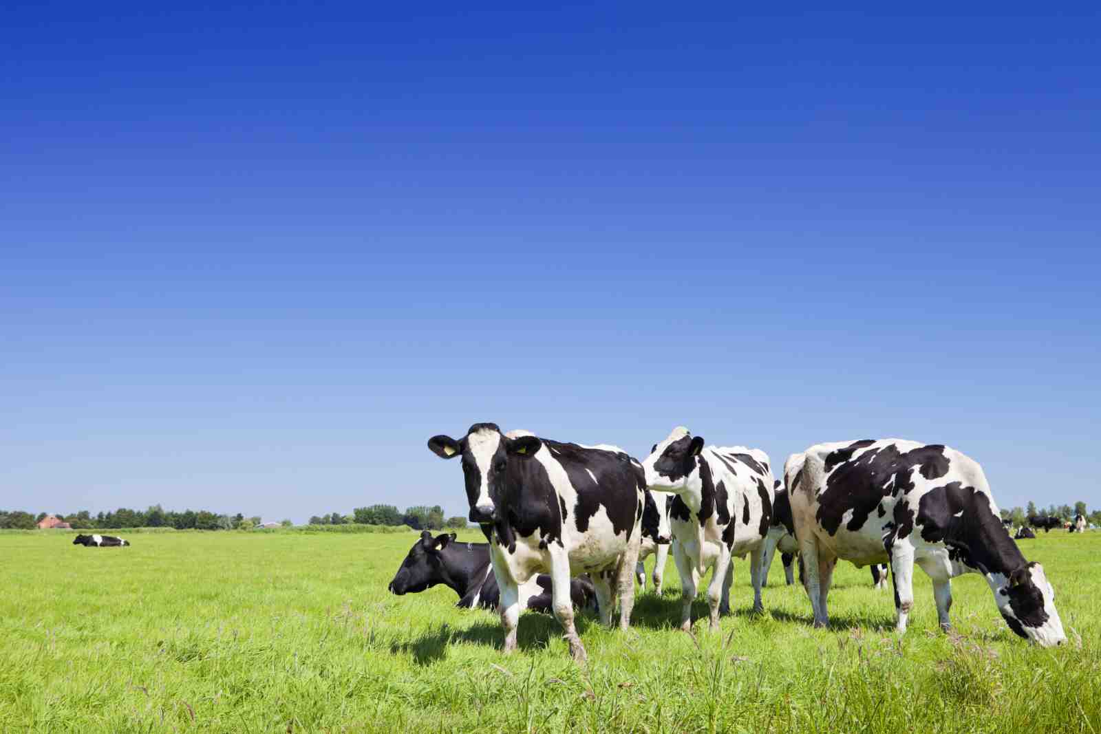 Herd of Cows in Green Field Wall Art