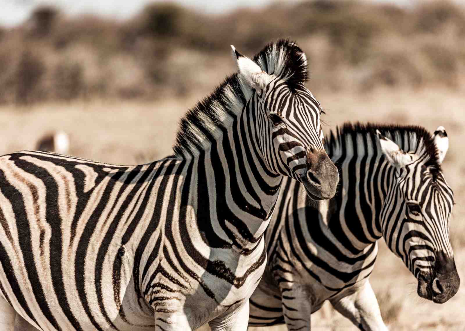 Majestic Zebra Duo African Wildlife Wall Art