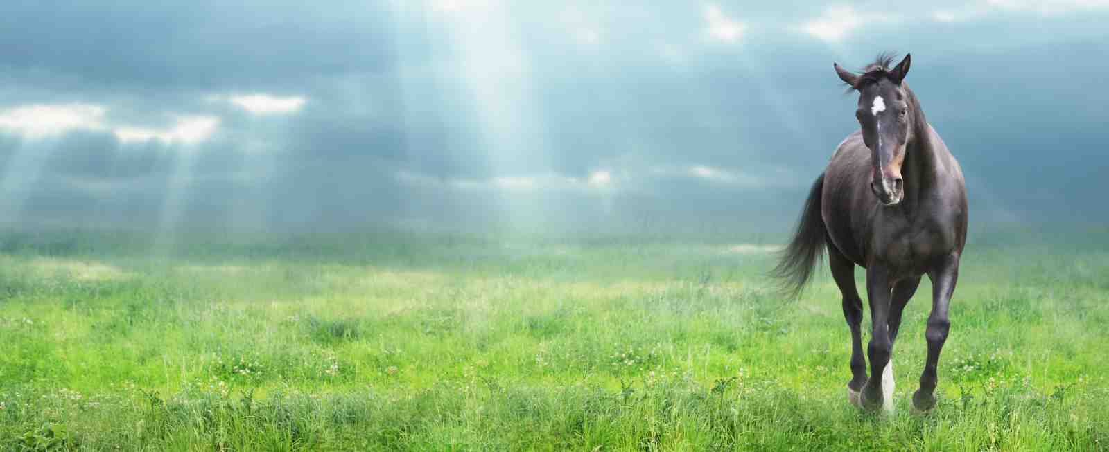Majestic Black Horse Field Wall Art