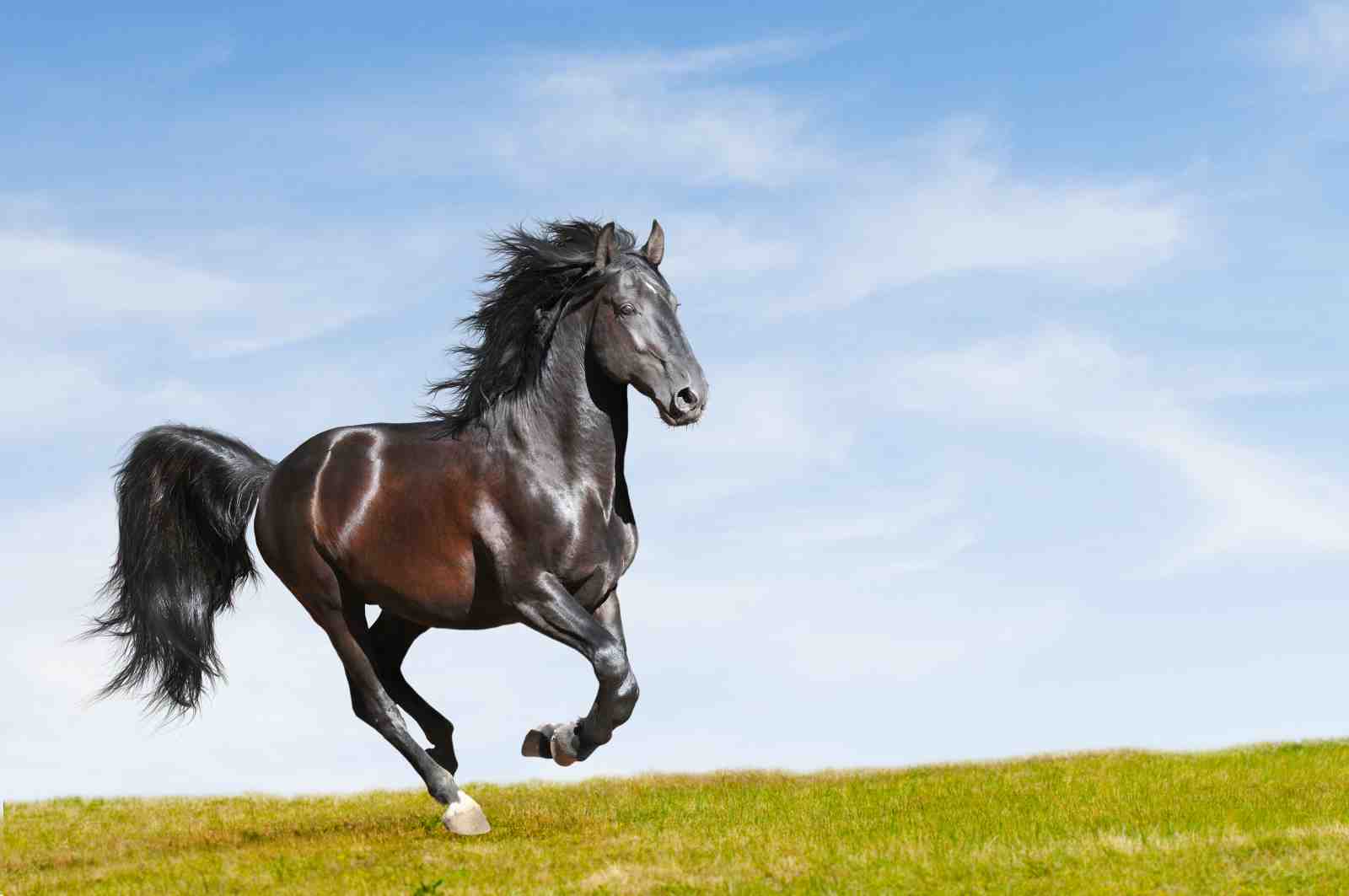 Majestic Black Stallion Galloping Wall Art