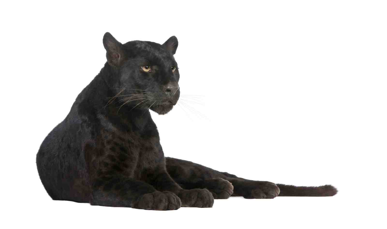 Majestic Black Panther Lounging Wall Art