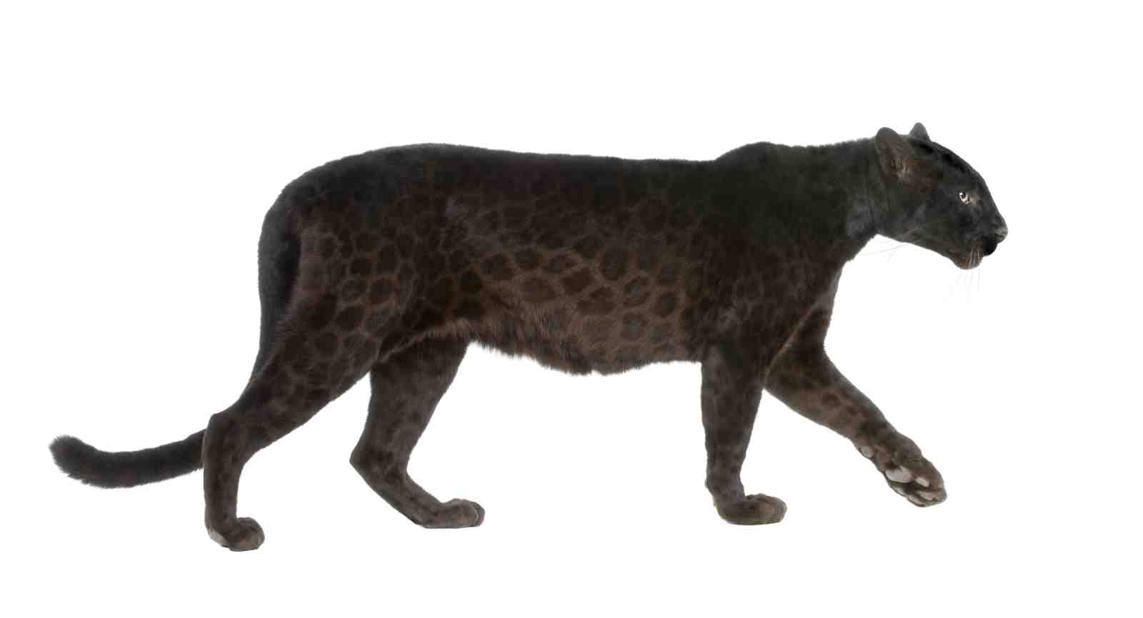 Majestic Black Panther Art Wall Art