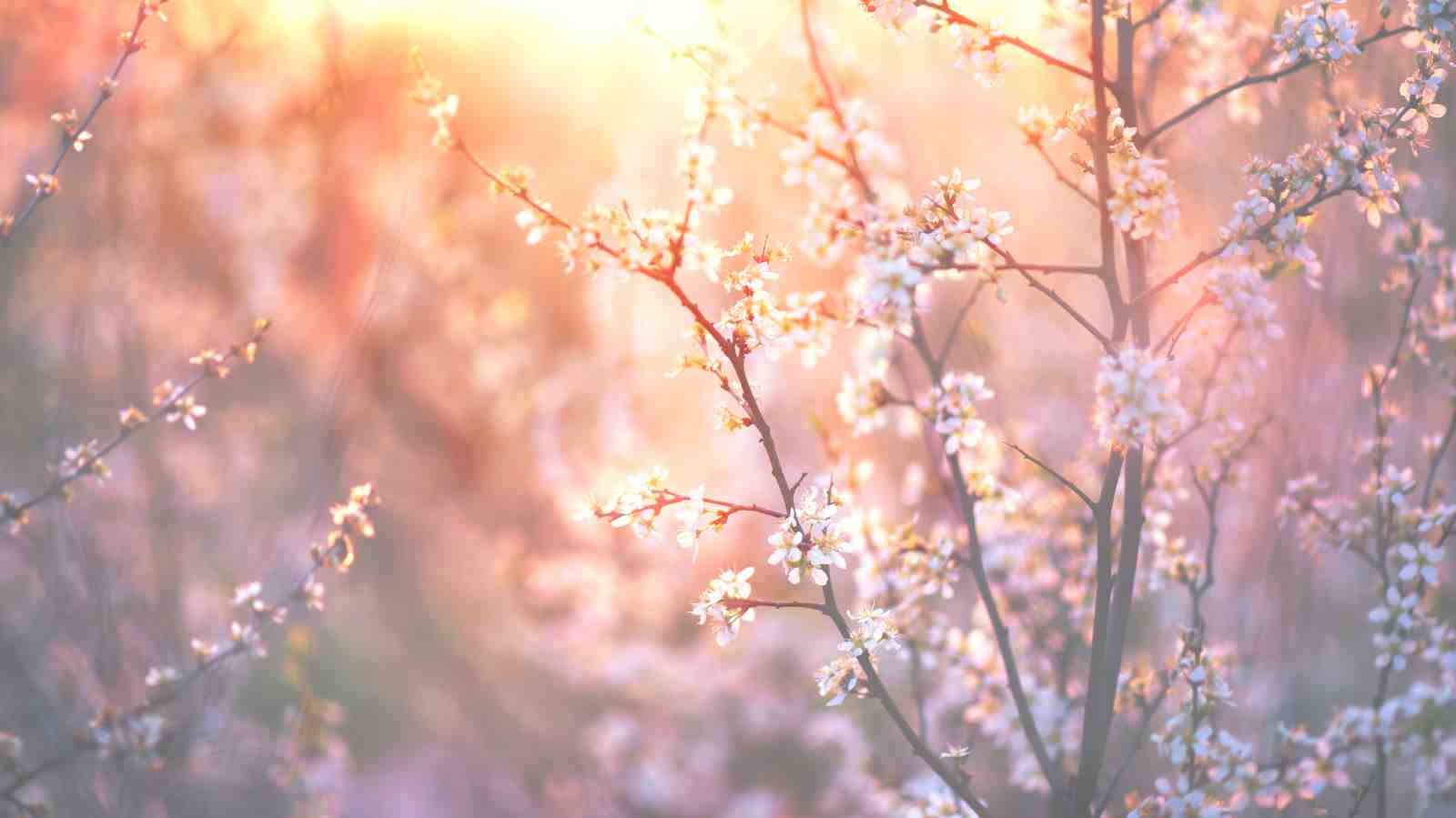 Soft Blossom Sunrise Nature Wall Art