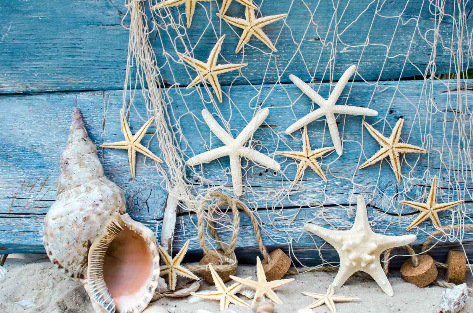 Coastal Starfish & Shells Beach Scene Wall Art