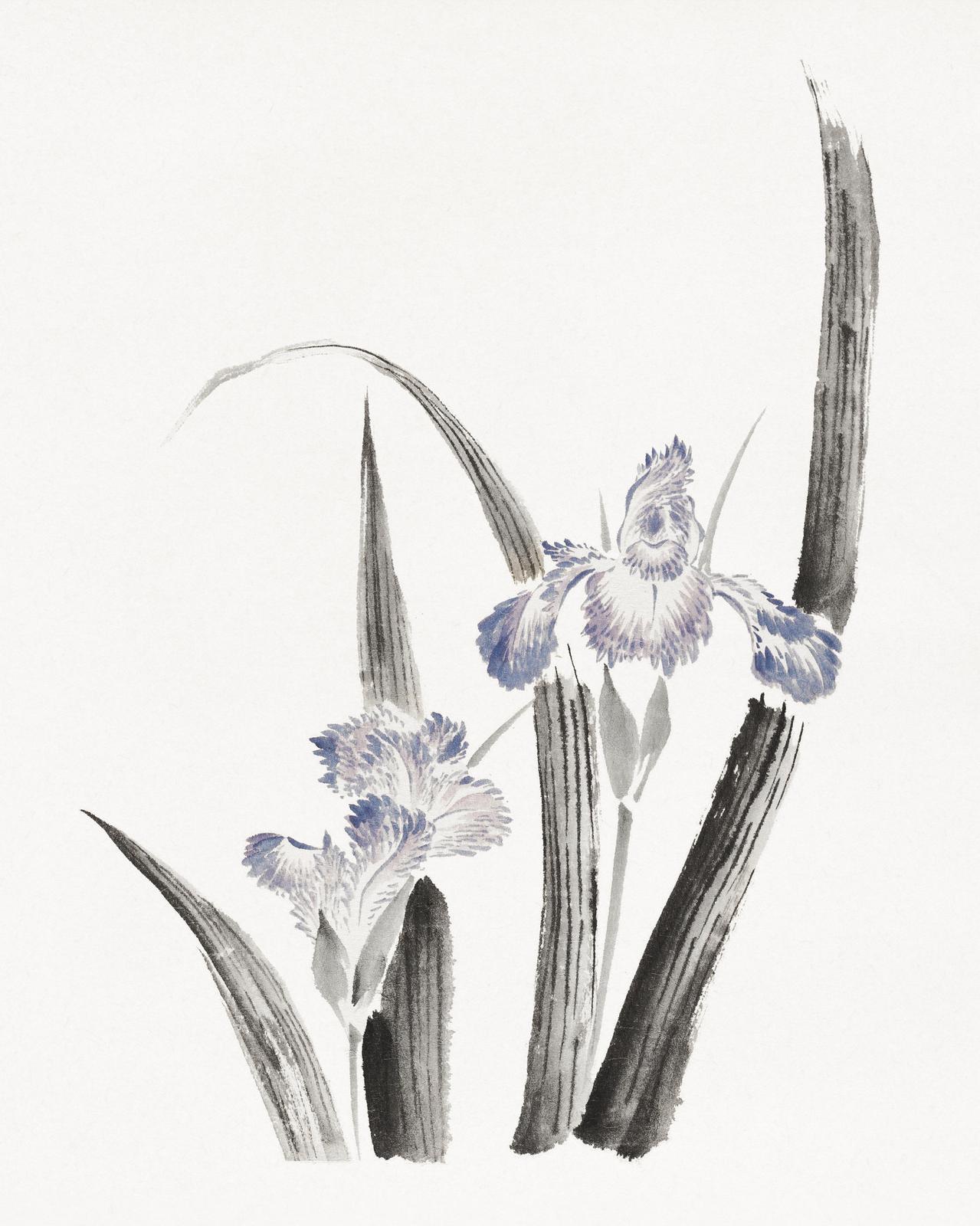 Serene Blue Iris Botanical Watercolor Wall Art