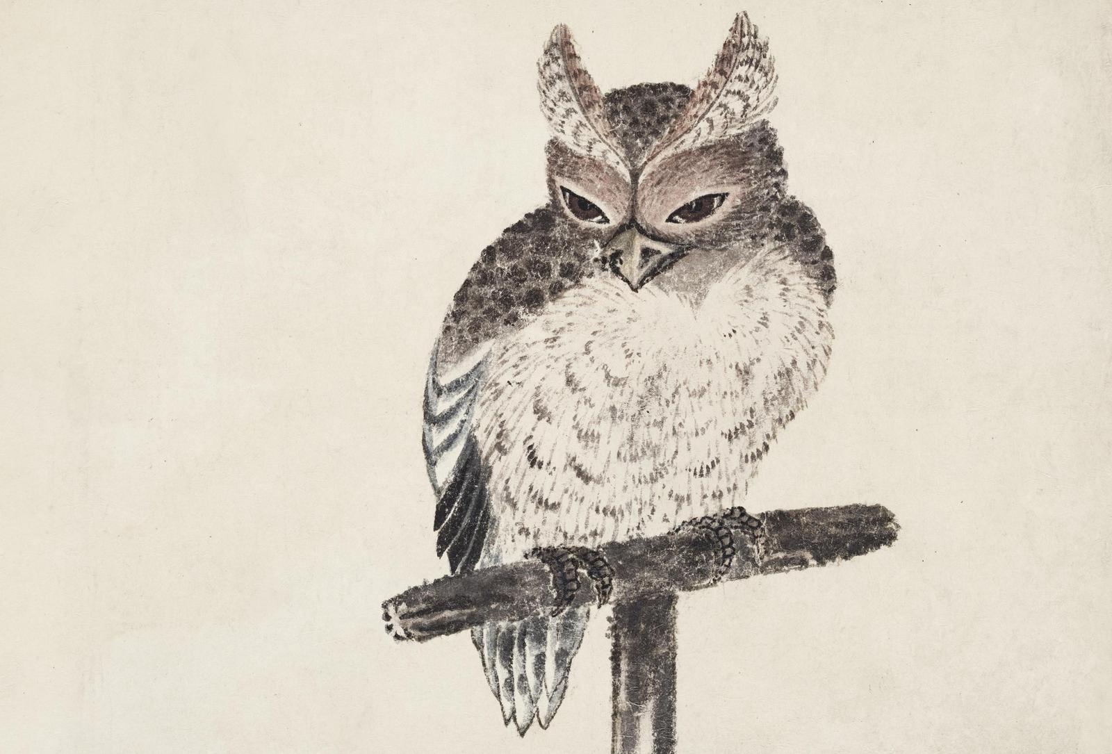 Wise Owl Perched on Branch Wall Art