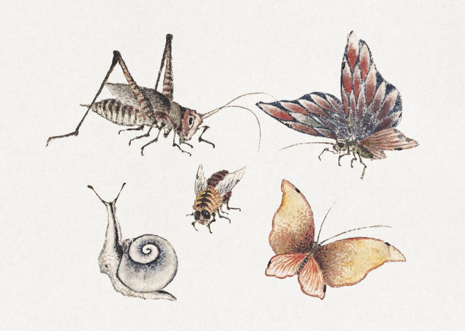 Vintage Insect & Butterfly Nature Art Wall Art