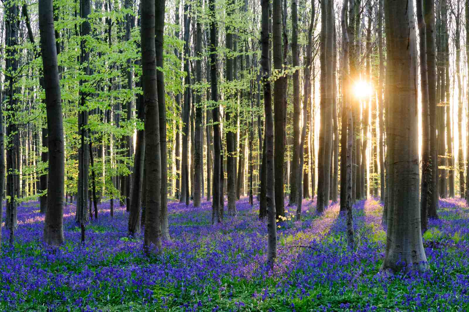 Enchanting Bluebell Forest Wall Art Wall Art