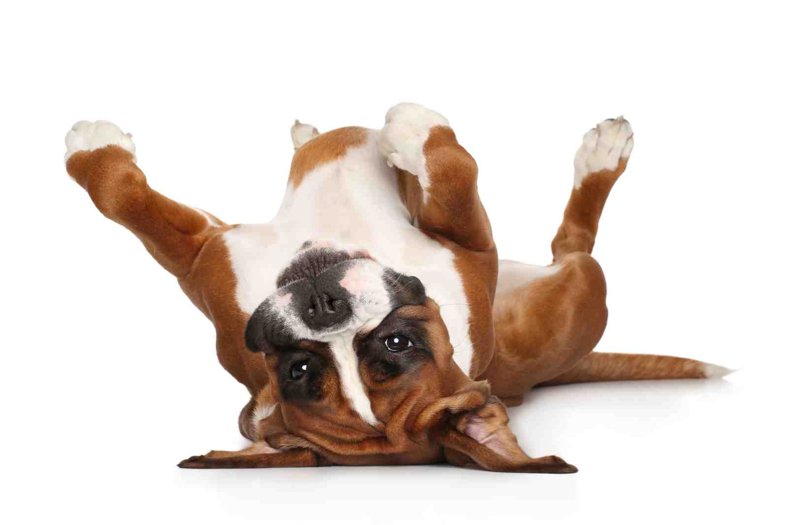 Playful Boxer Dog Belly Rub Fun Wall Art