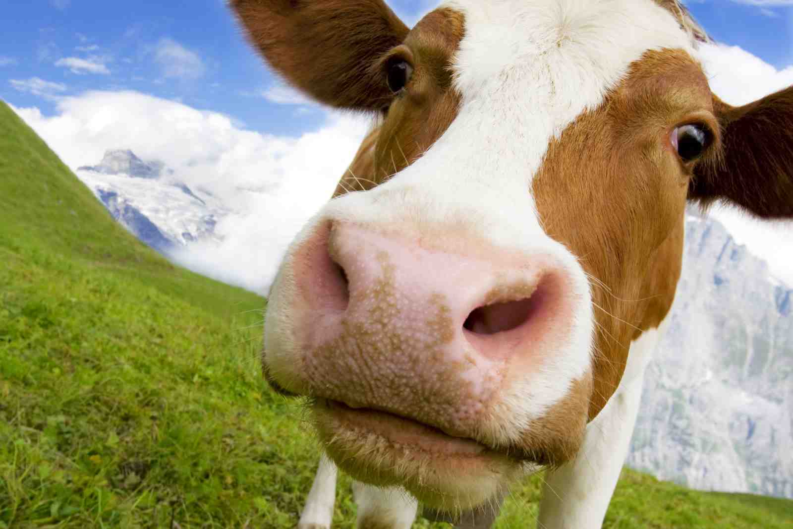 Farmhouse Friendly Cow Close-Up Wall Art