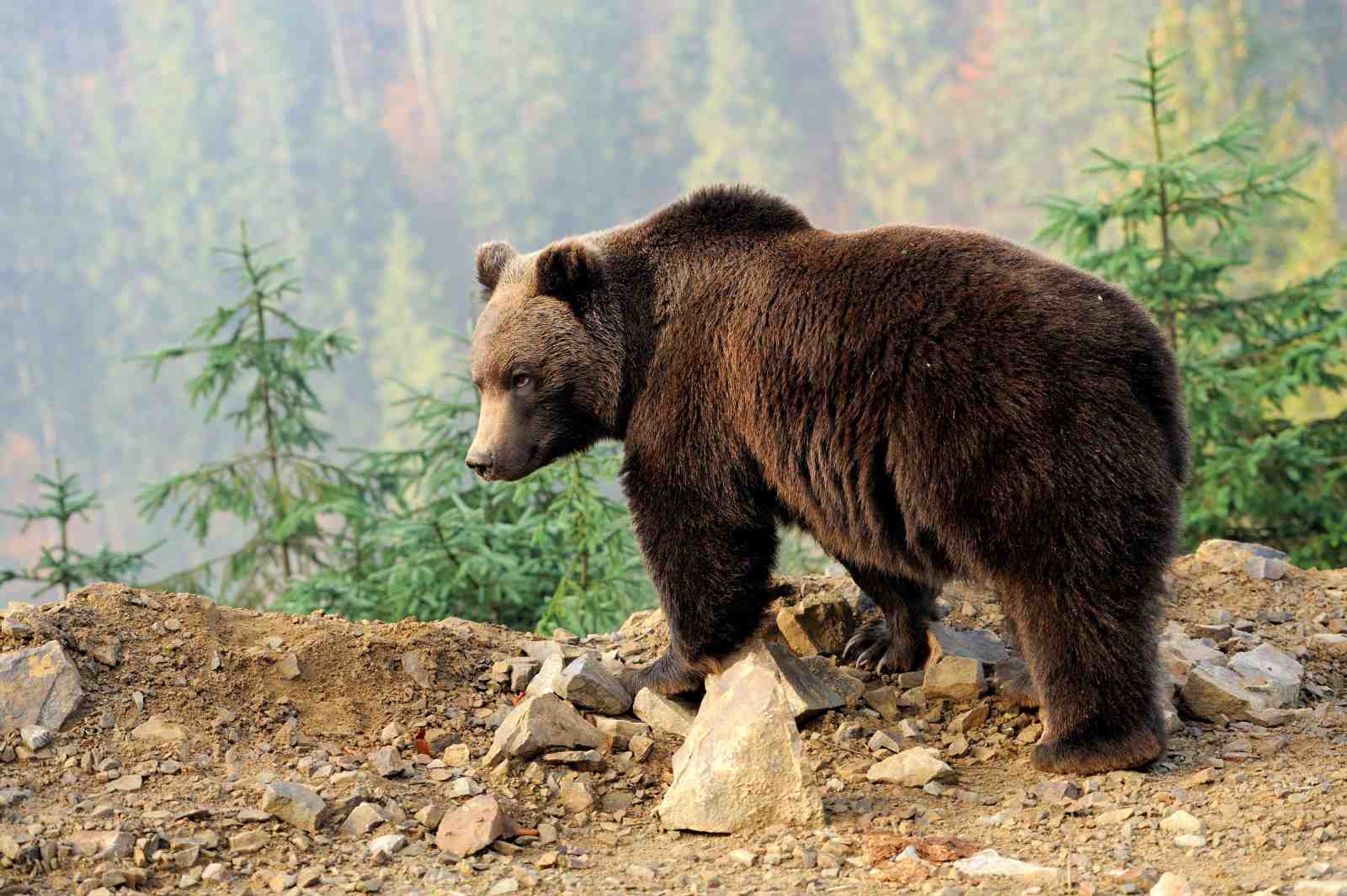 Majestic Grizzly Bear Nature Wall Art