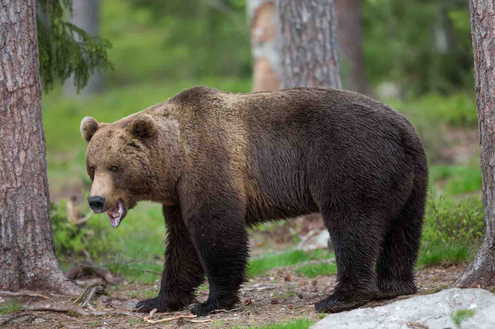 Majestic Brown Bear Forest Wildlife Wall Art