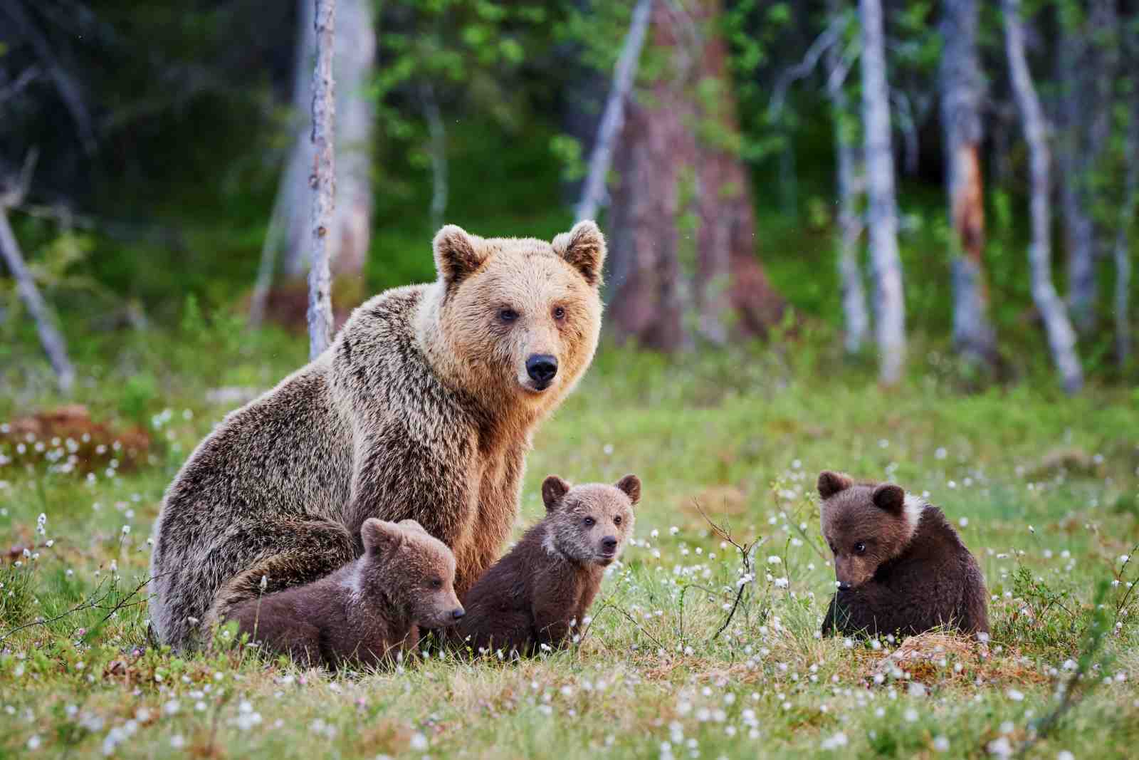 Mama Bear & Cubs Forest Scene Wall Art