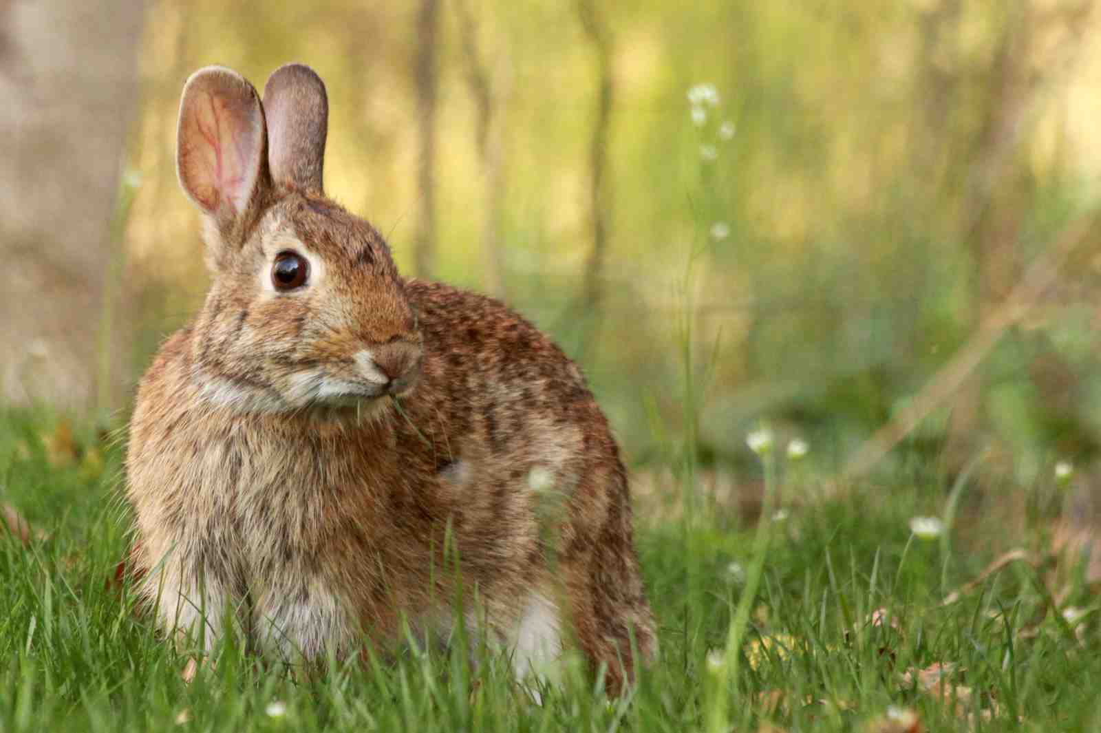 Adorable Rabbit in Meadow Wall Art