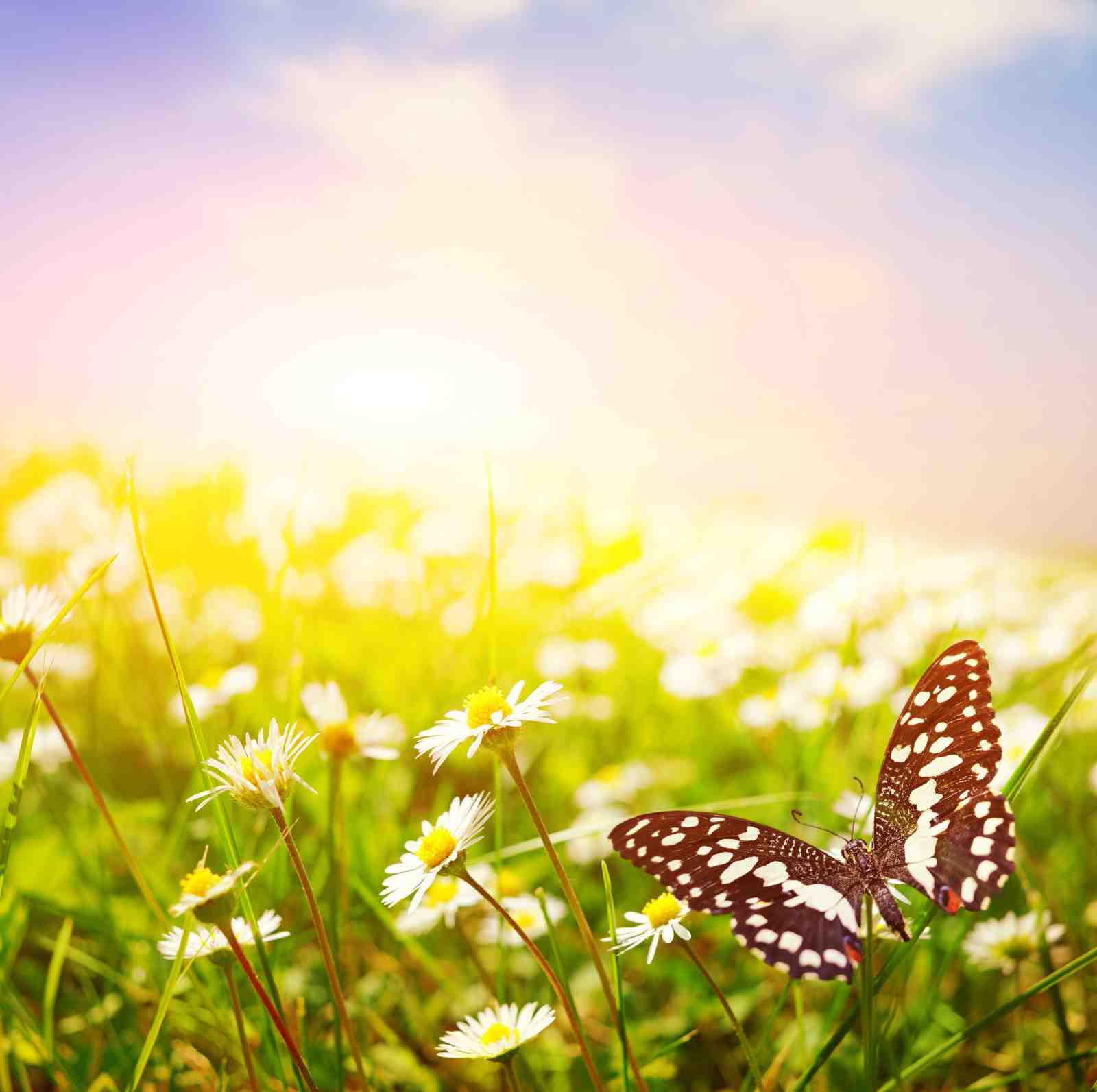 Butterfly & Daisy Meadow Serenity Wall Art