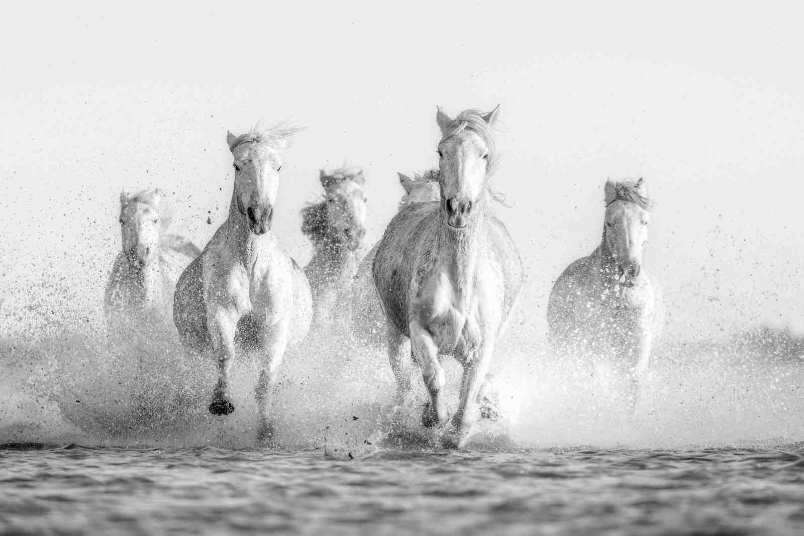 Majestic White Horses Gallop Wall Art