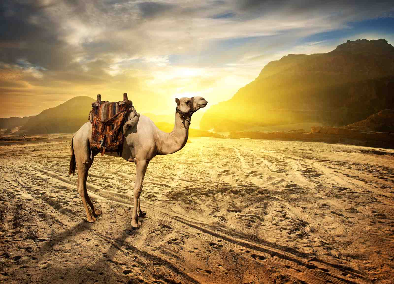 Golden Desert Camel Adventure Wall Art