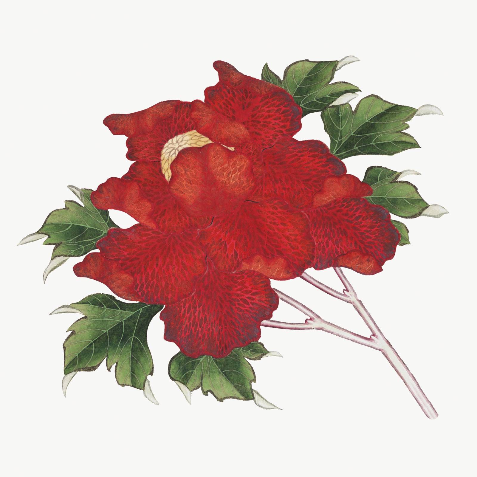 Vibrant Red Peony Floral Wall Art