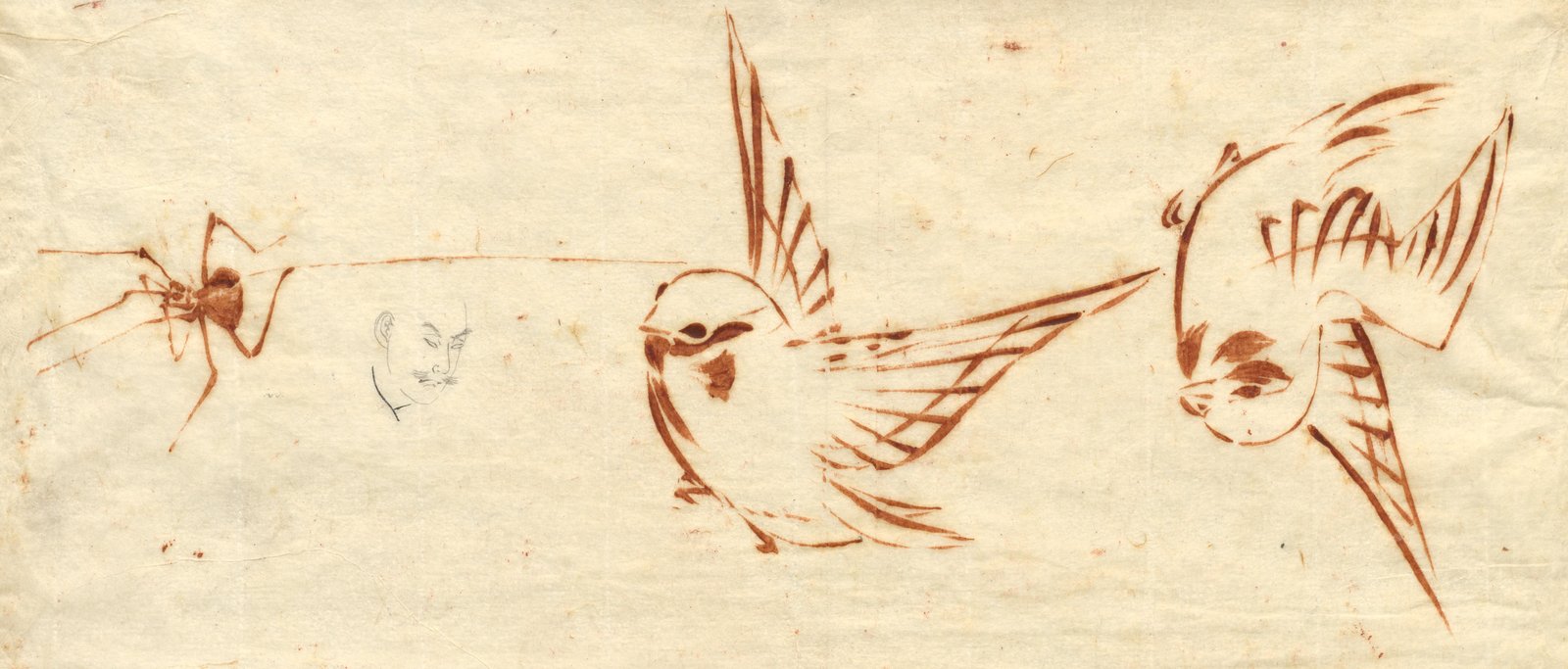 Vintage Bird & Spider Sketch Wall Art