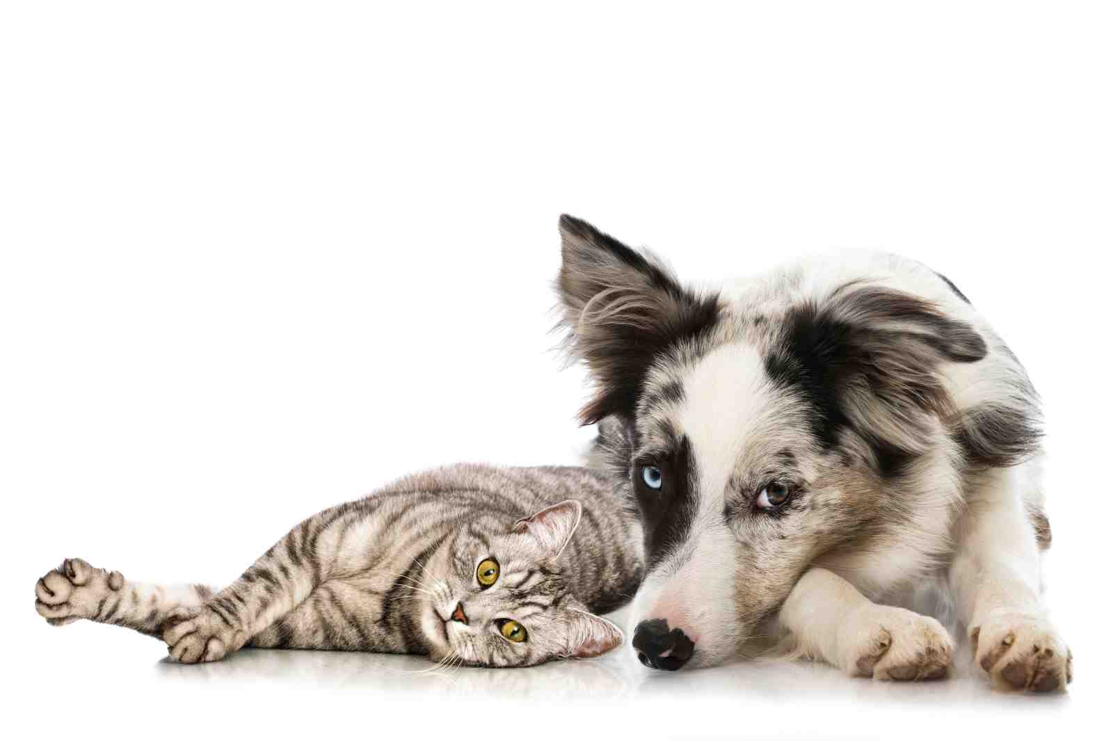 Loyal Companions: Dog & Cat Best Friends Wall Art
