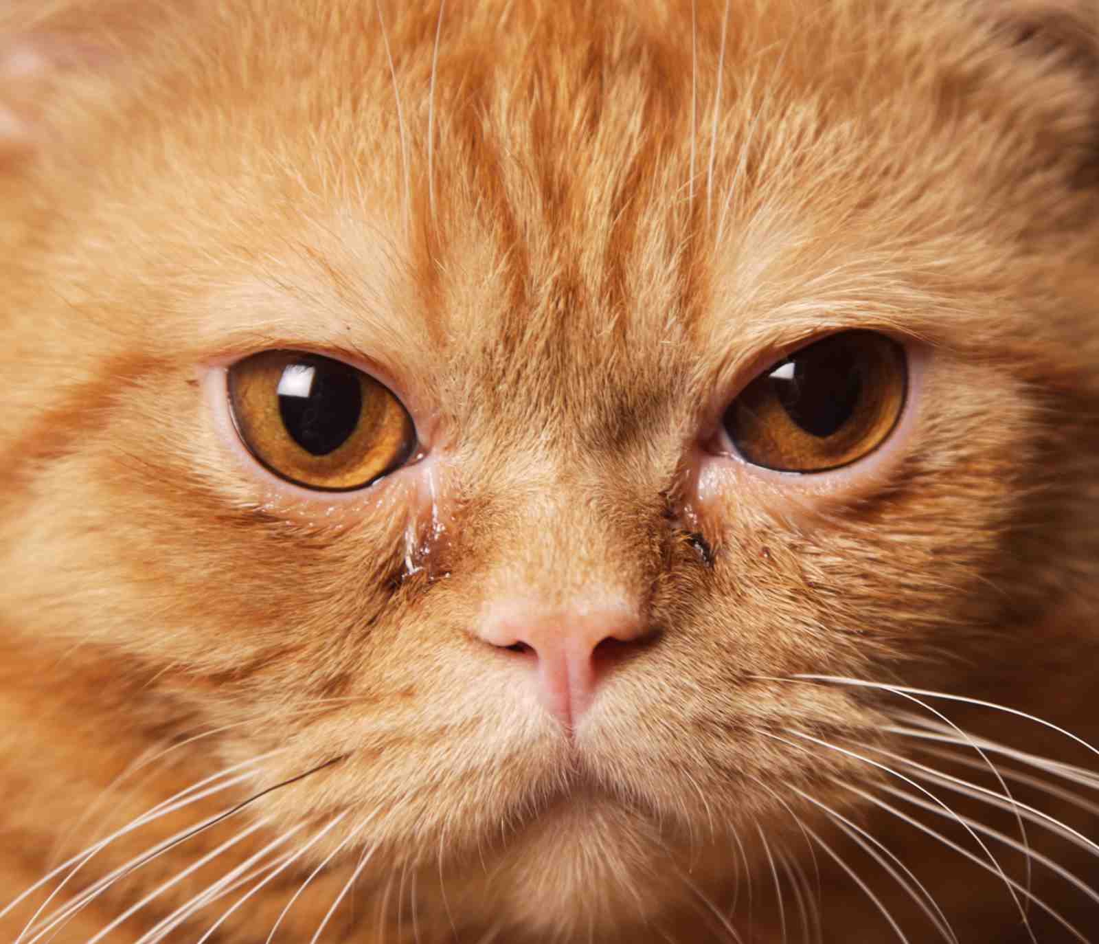 Heartwarming Ginger Cat Crying Wall Art