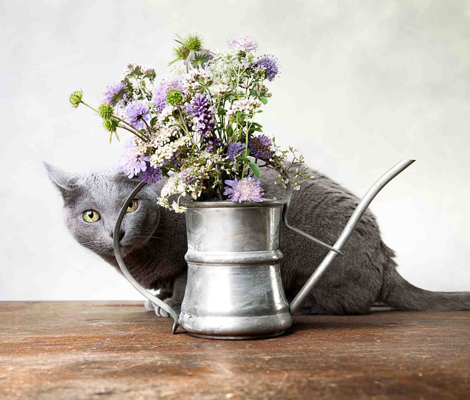 Charming Grey Cat & Wildflowers Wall Art