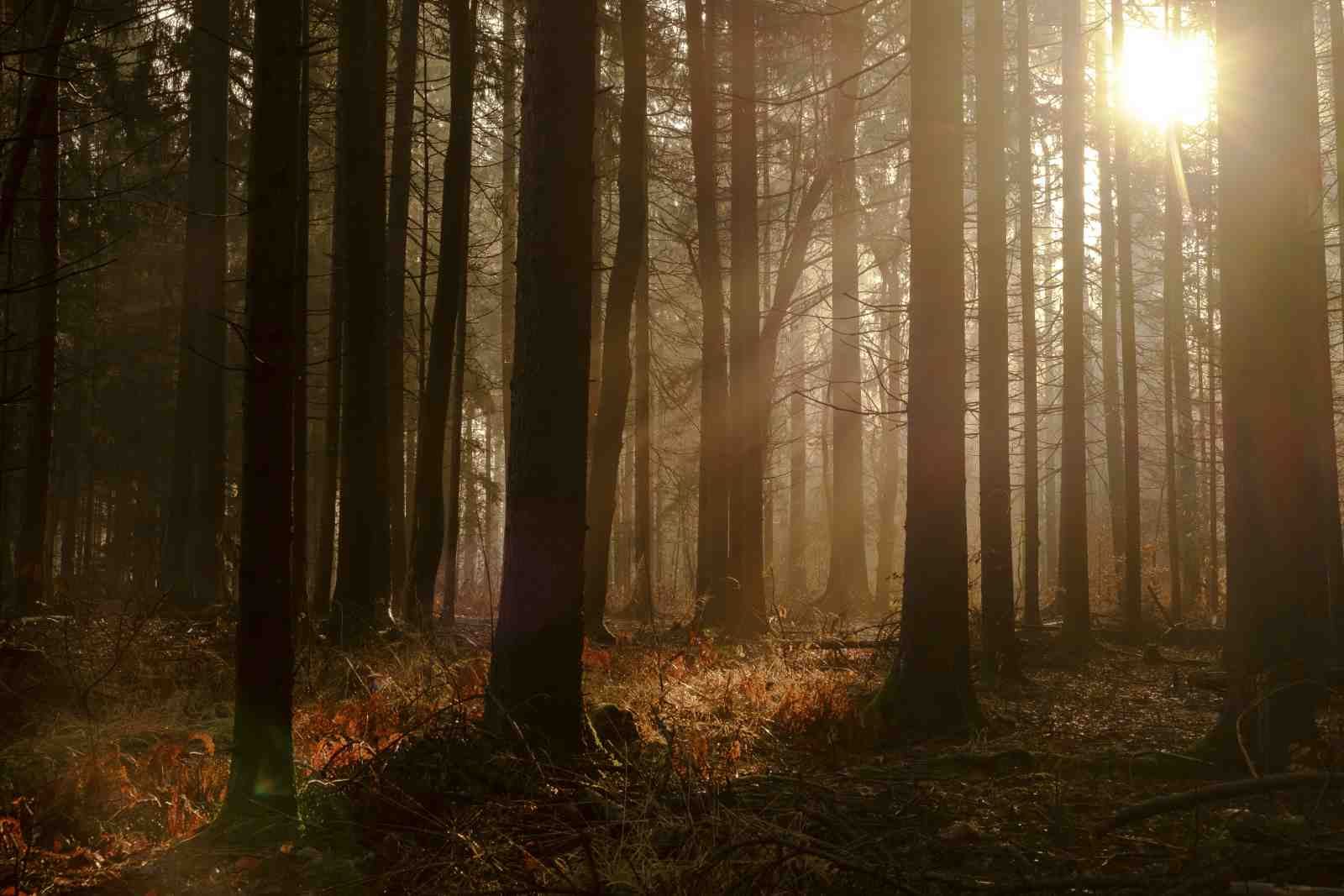 Enchanted Forest Sunlight Wall Art