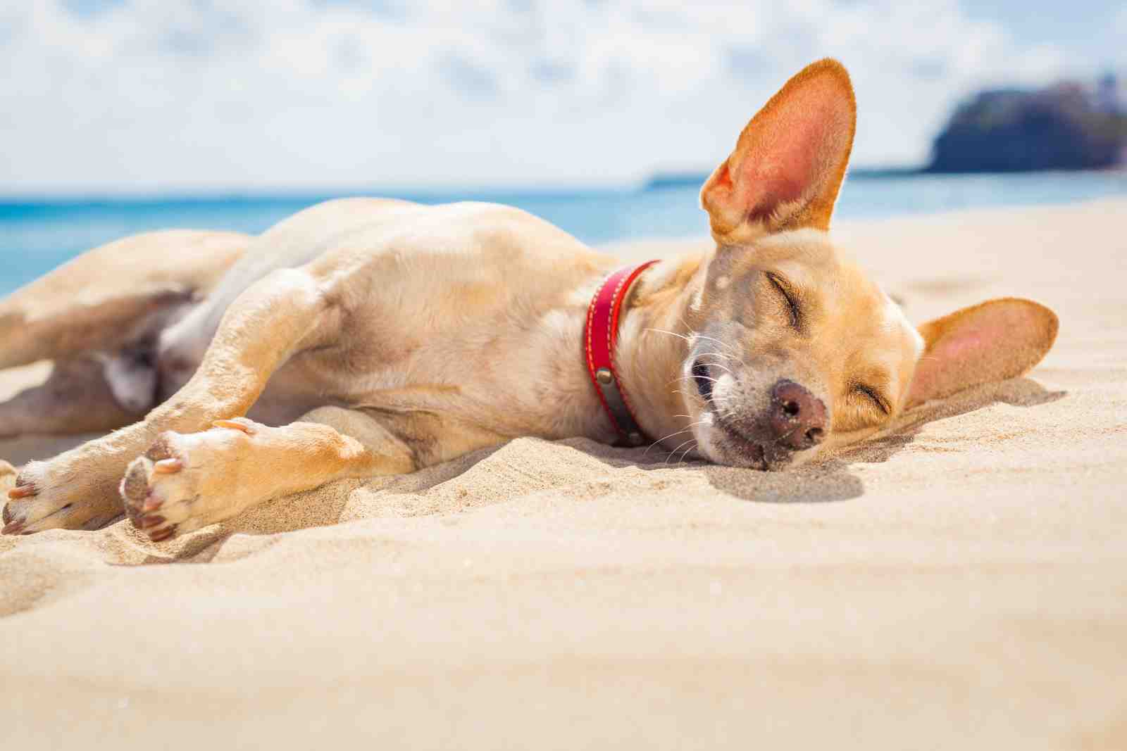 Relaxing Beach Dog Nap Wall Art