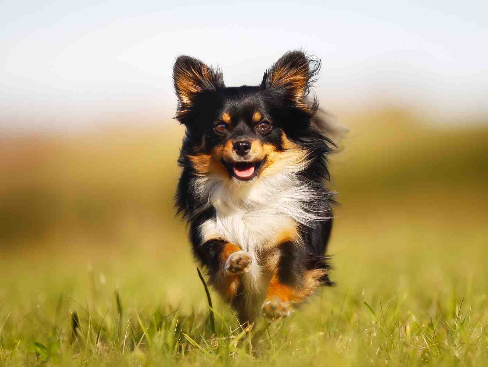 Joyful Chihuahua Running Outdoor Wall Art