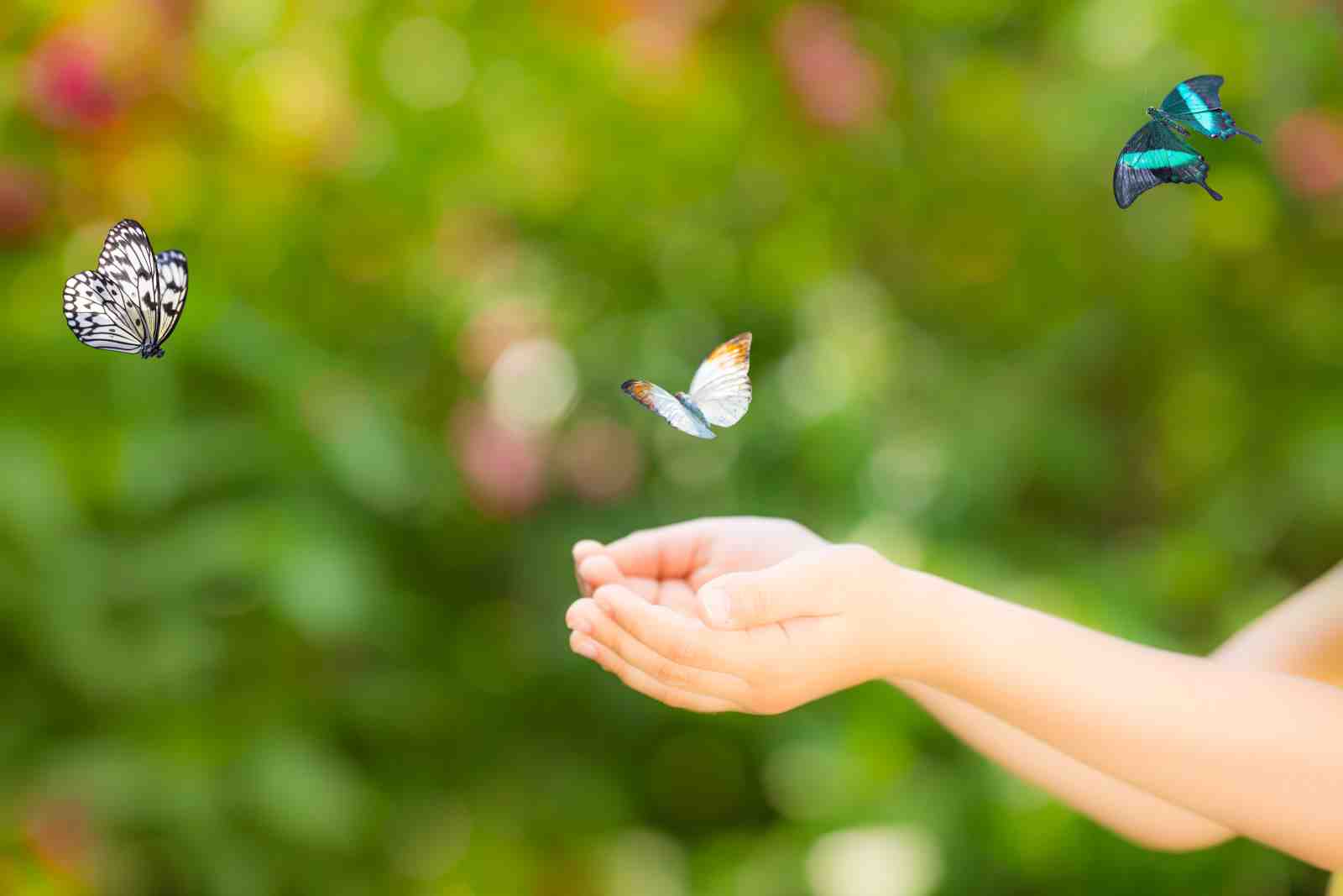 Graceful Butterflies Released Wall Art