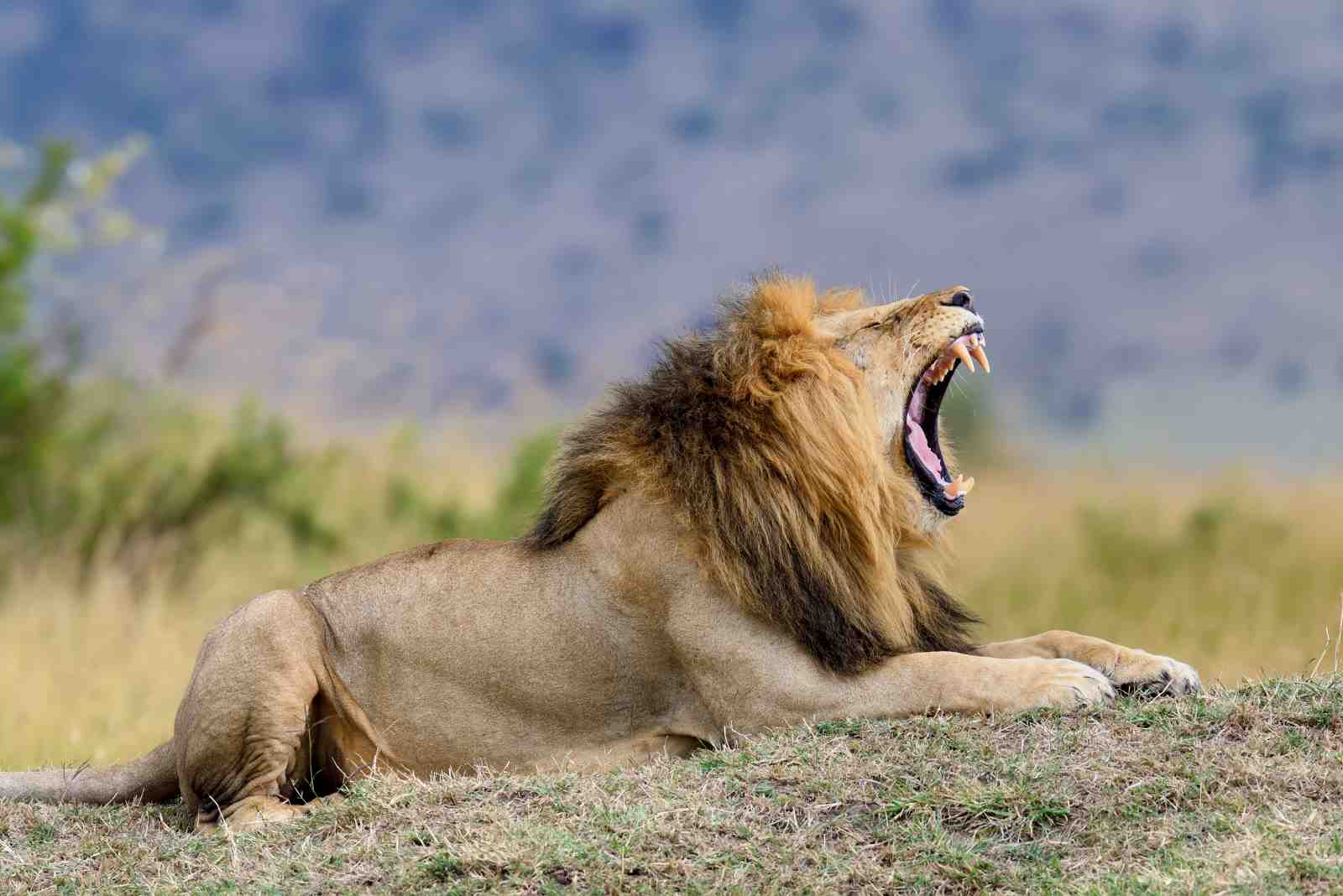 Majestic Lion Roar Wall Art Wall Art