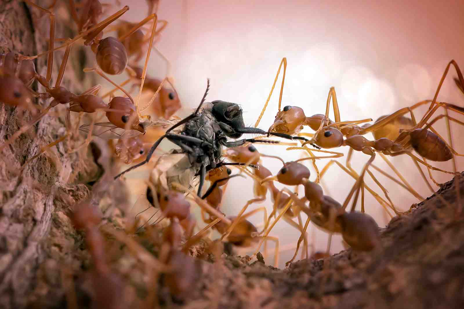 Teamwork Ants & Prey Macro Wall Art