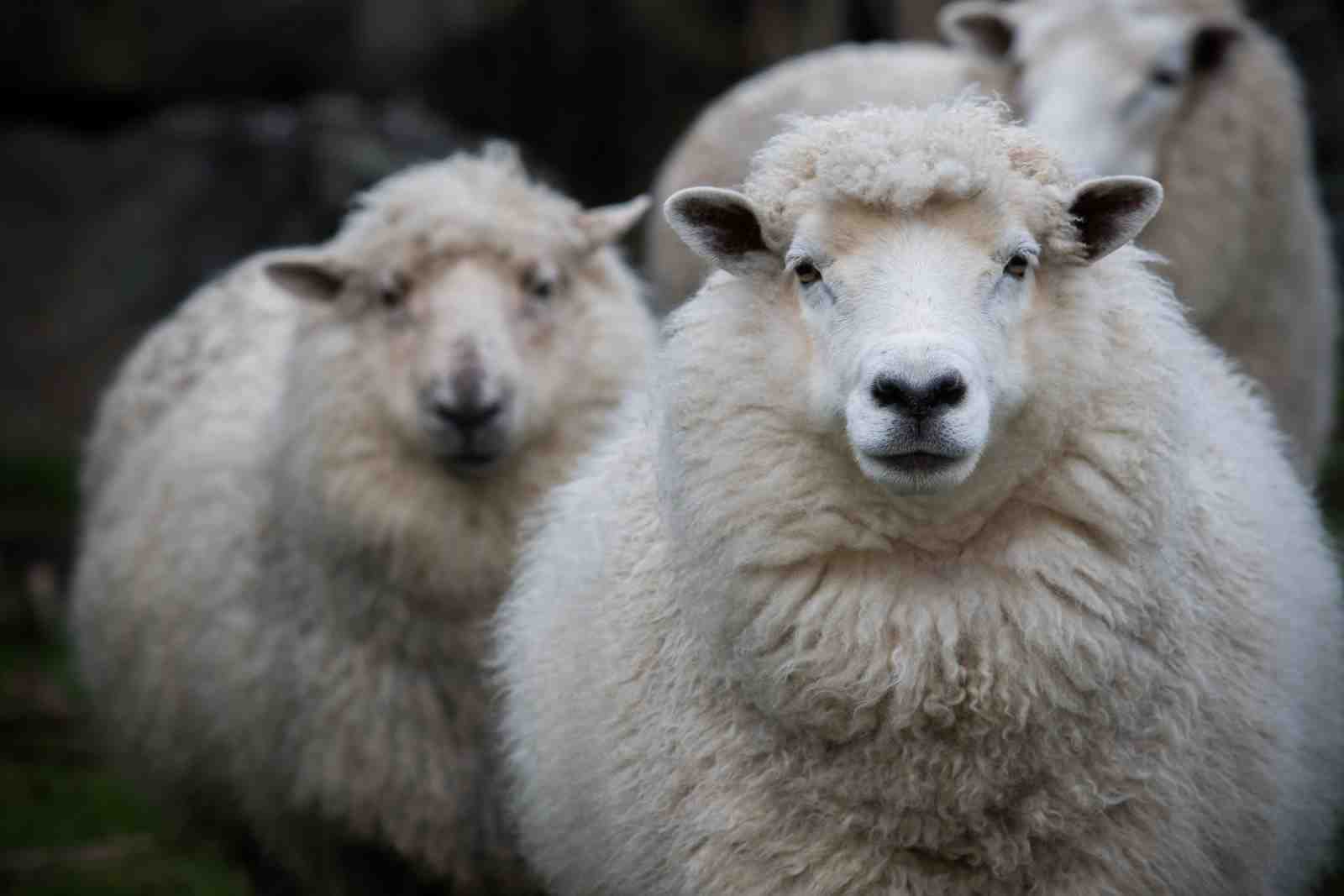 Charming Sheep Flock Wall Art