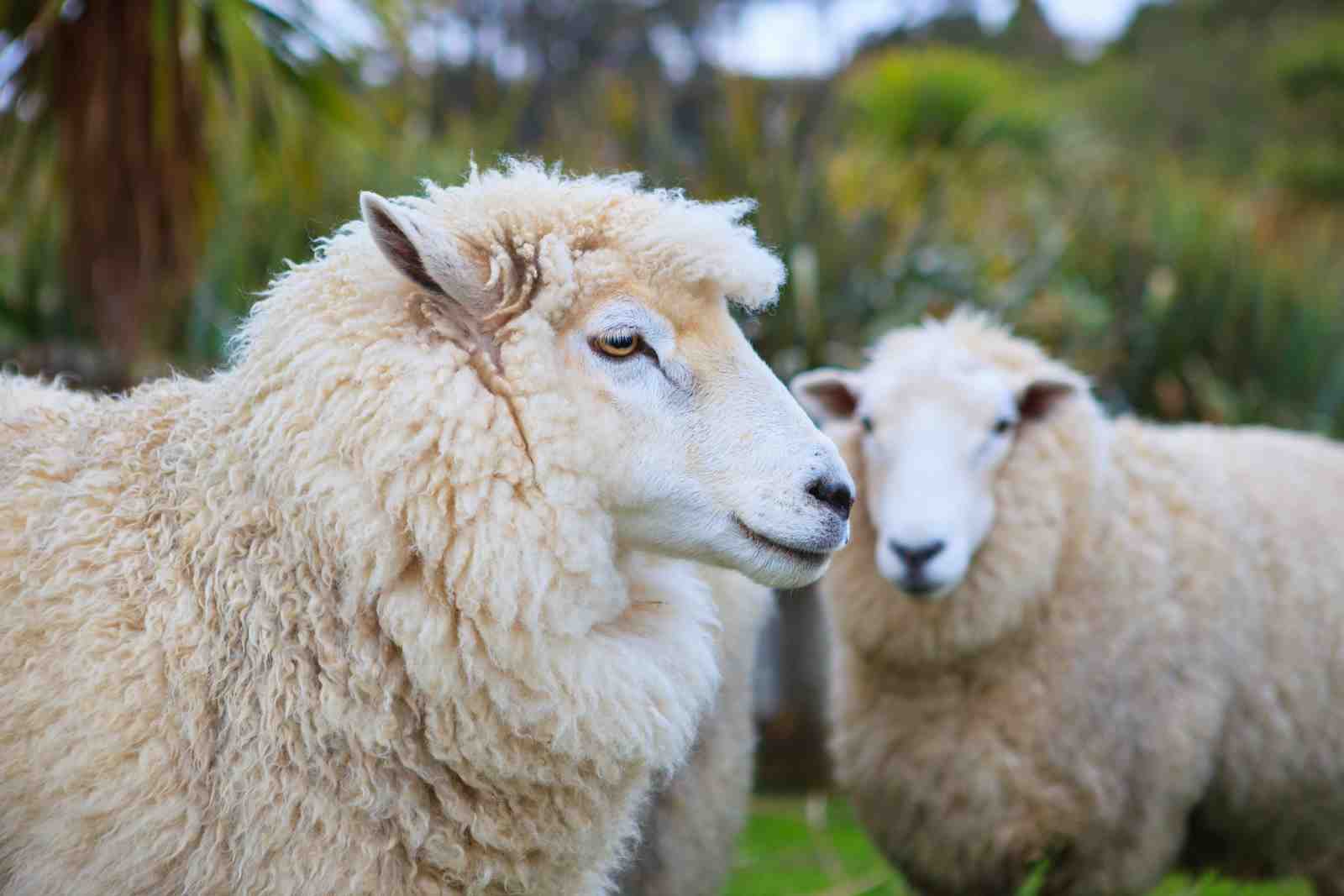 Cozy Sheep Farm Landscape Wall Art