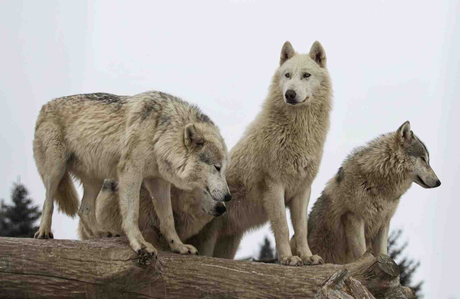 Majestic Wolf Pack Snow Forest Wall Art