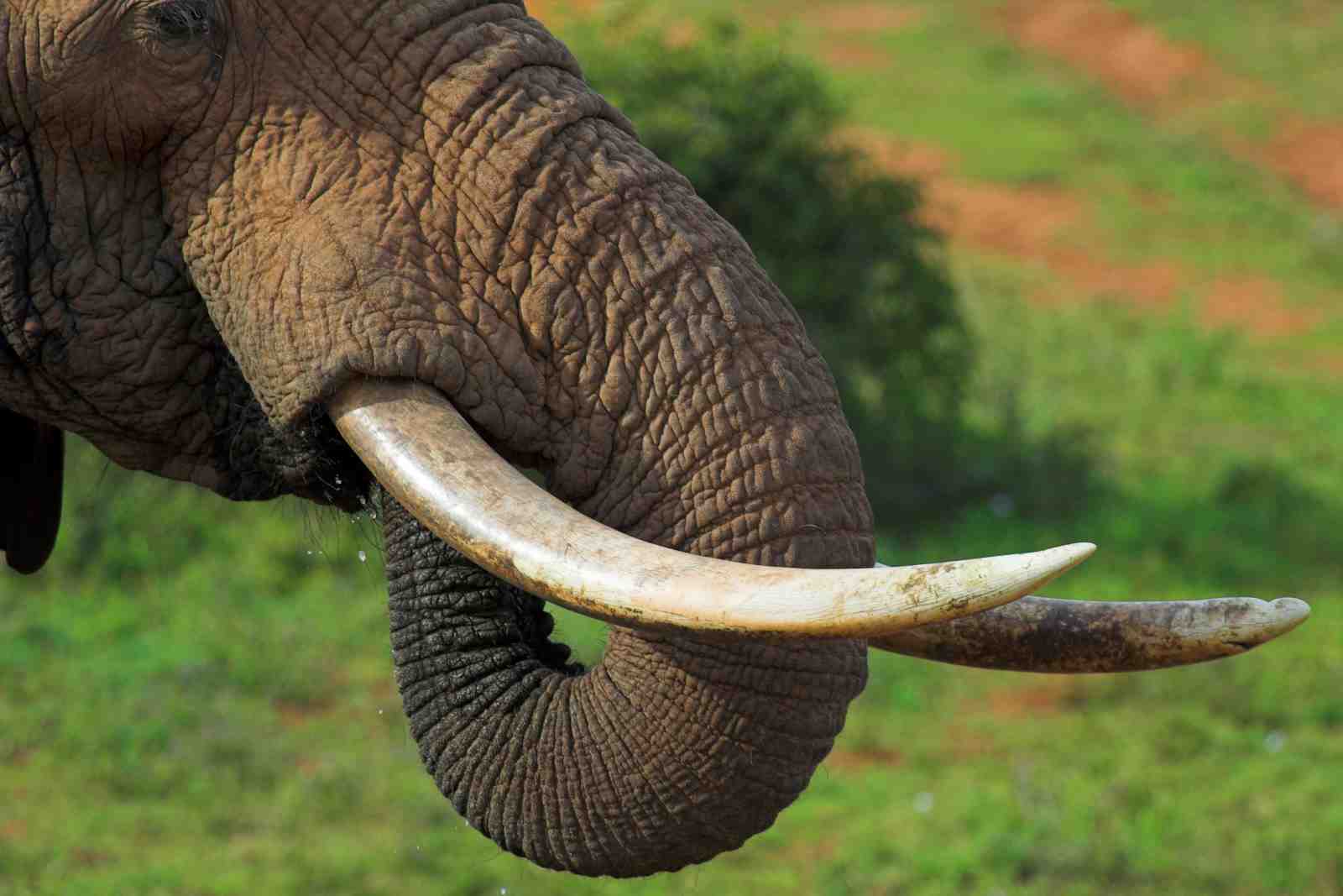 Majestic Elephant Tusk Close-up Wall Art