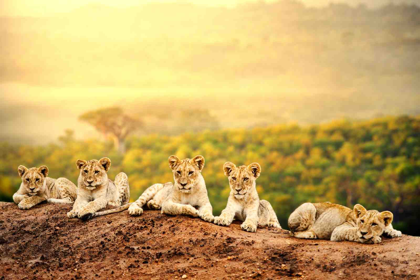 Adorable Lion Cubs Safari Wall Art