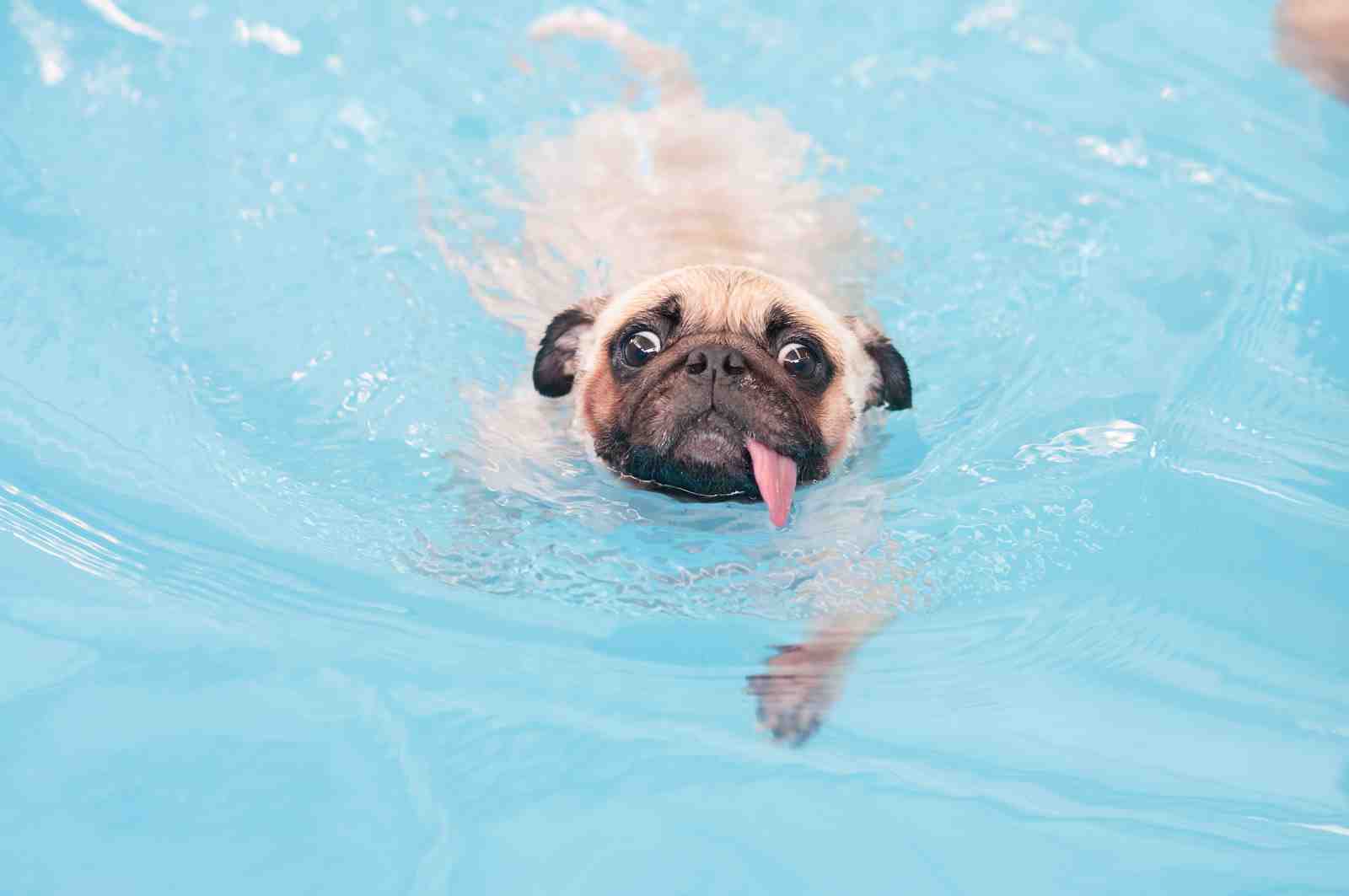 Funny Pug Swimming in Blue Pool Wall Art