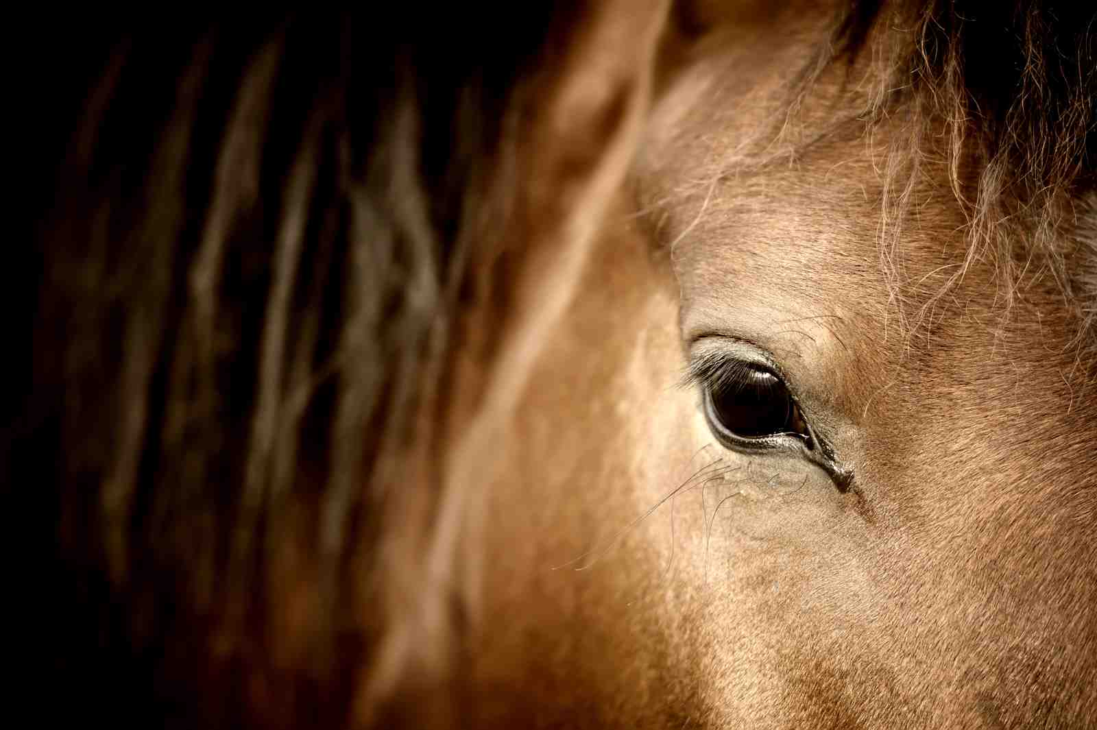 Majestic Horse Eye Close-Up Wall Art