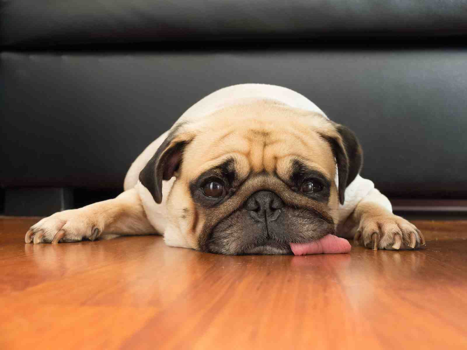 Adorable Pug Face with Tongue Out Wall Art