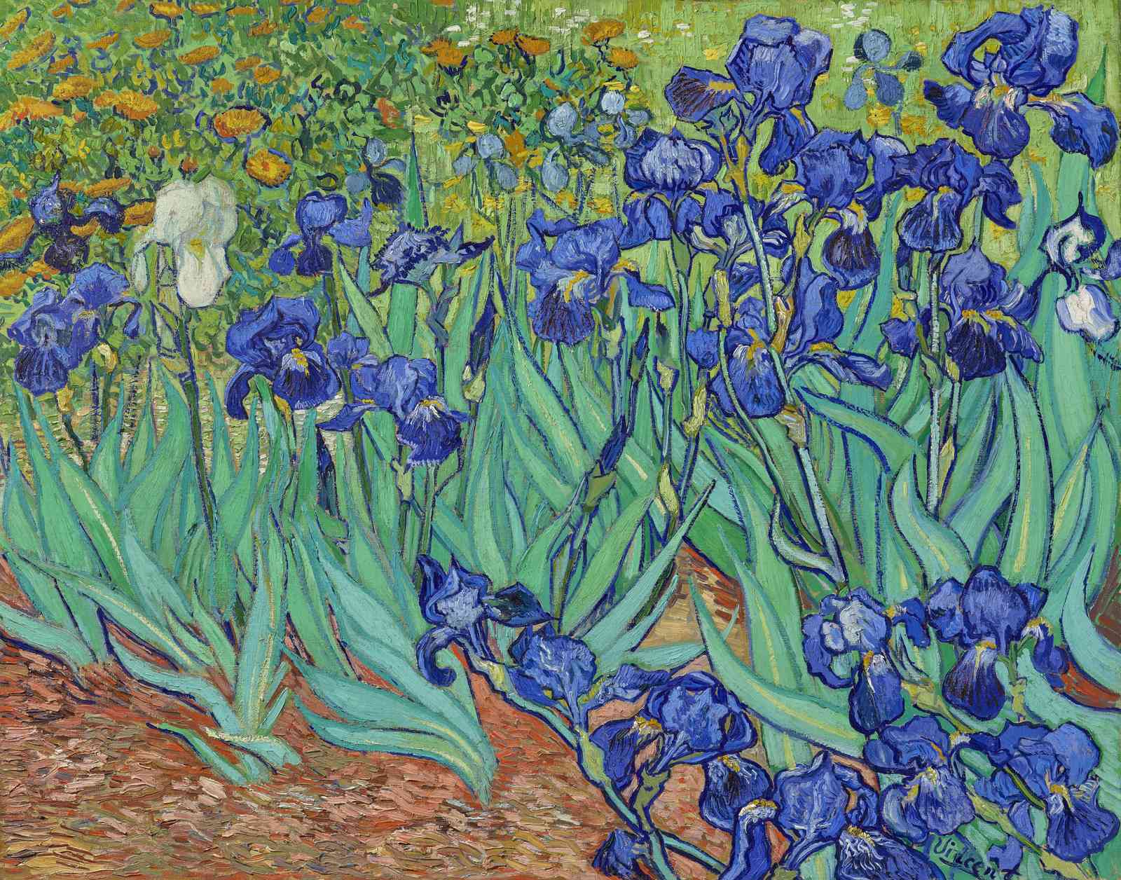 Vibrant Irises Flower Garden Wall Art
