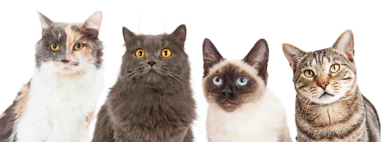 Four Adorable Cats Posed Wall Art