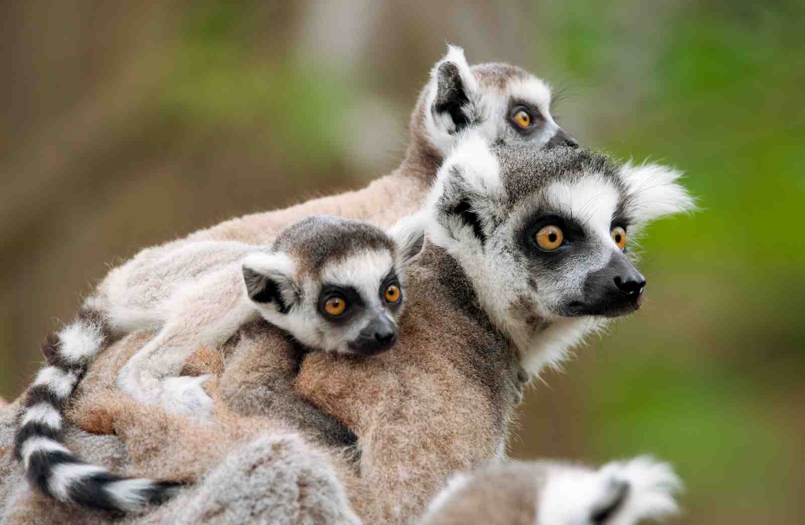 Adorable Lemur Family Portrait Wall Art