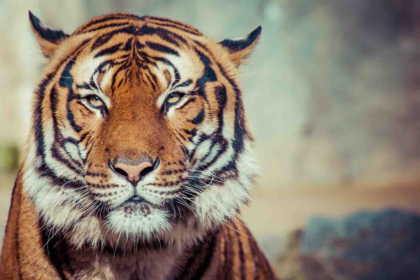 Majestic Tiger Portrait Wall Art for Bold Decor